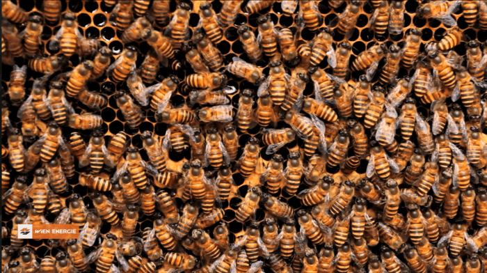 1 Million Bienen in einer Solaranlage - Video Reportage